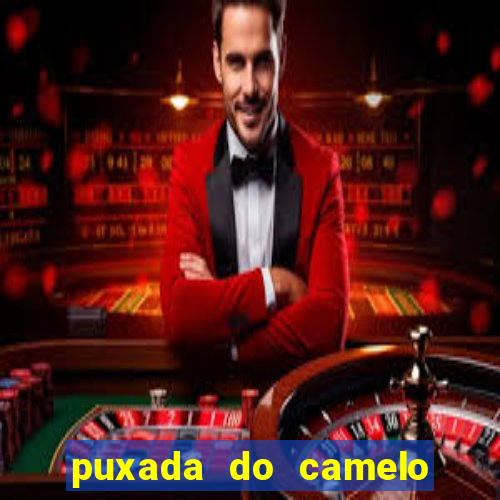 puxada do camelo jogo do bicho