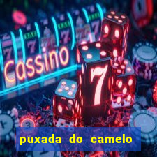 puxada do camelo jogo do bicho